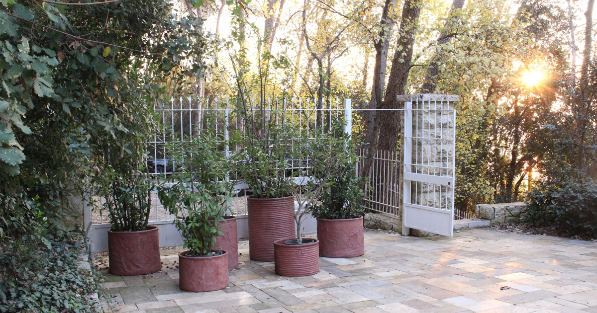 Creating A Gray Garden: Learn How To Use Plants With Silver Or Gray Color