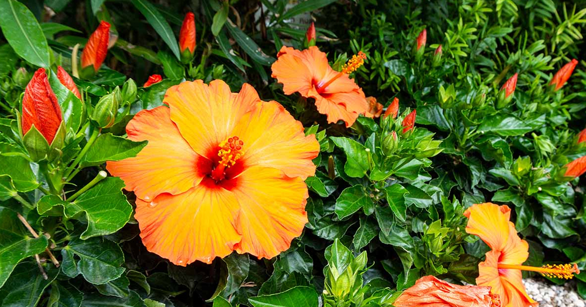 Hibiscus Container Care: Growing Tropical Hibiscus in Containers