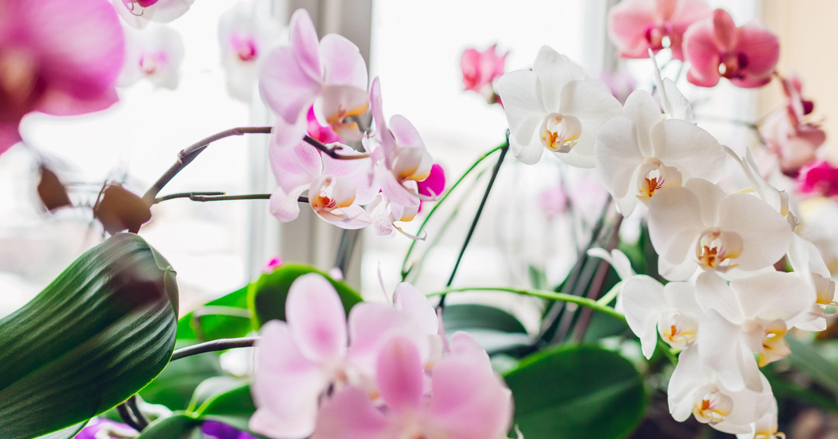How Often Do Orchids Bloom? And How To Encourage More Frequent Flowers