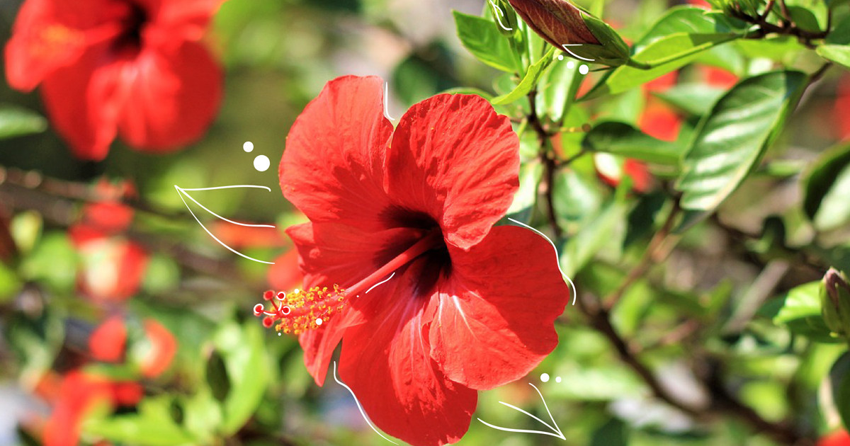 How To Care For Hibiscus Plants