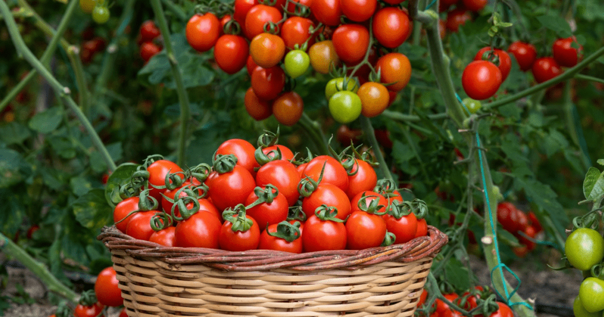 How To Grow Tomatoes Like A Pro