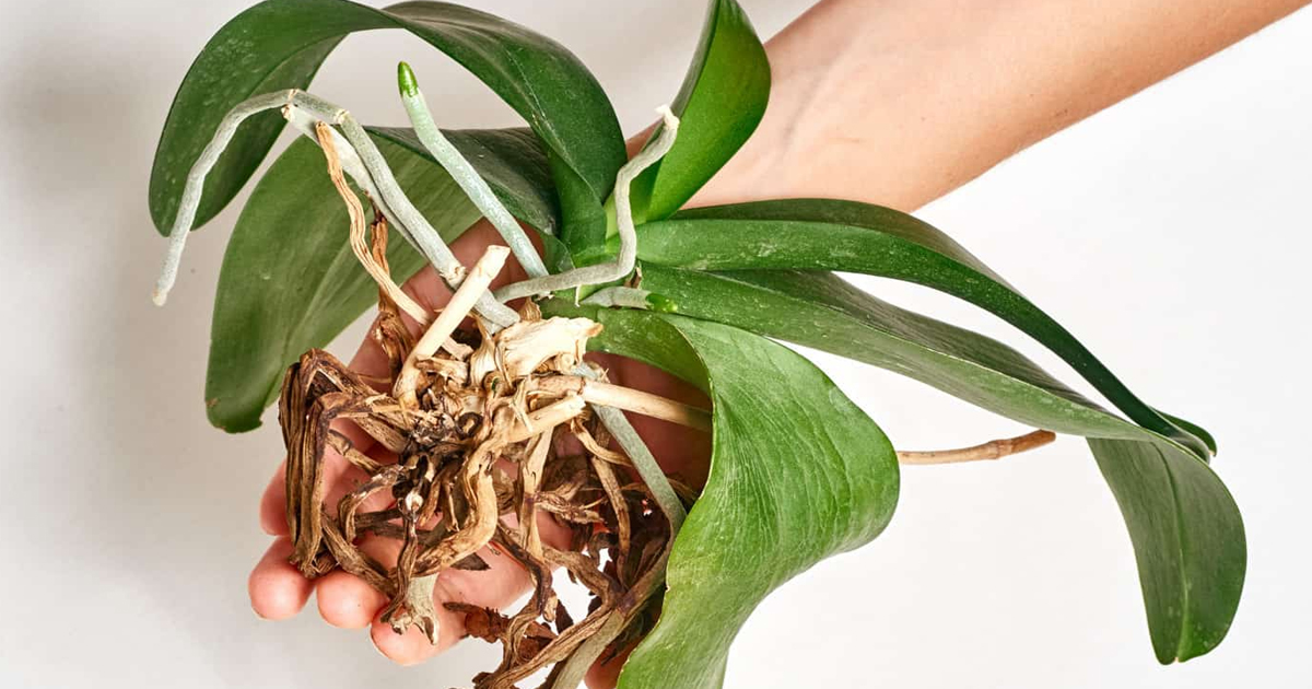How To Revive An Orchid: 5 Ways To Bring It Back To Life