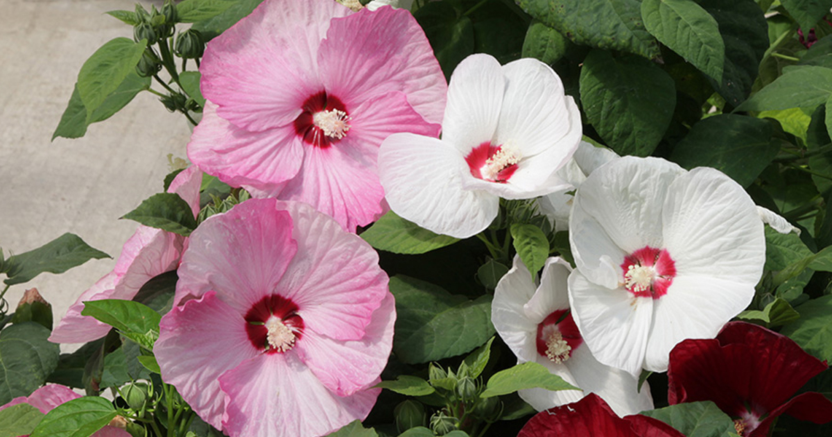 Light Requirements for Hibiscus: How Much Light Does a Hibiscus Need?