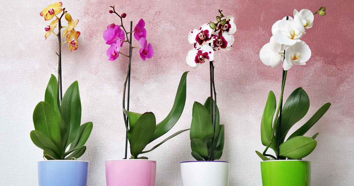 Orchid Care: How To Grow Happy Healthy Plants Indoors