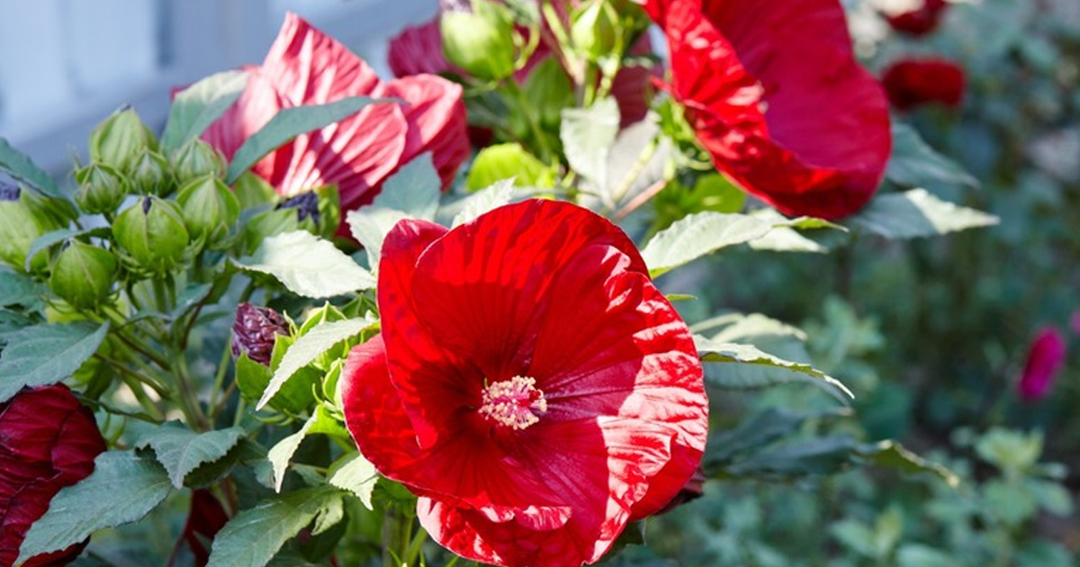 Tips For Tropical Hibiscus Fertilizing