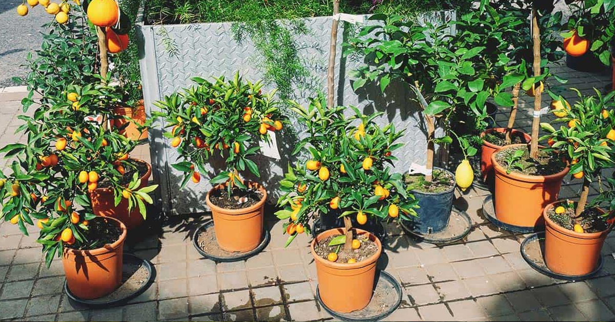 Fruit Tree Garden Ideas: Tips On Growing Backyard Fruit Trees