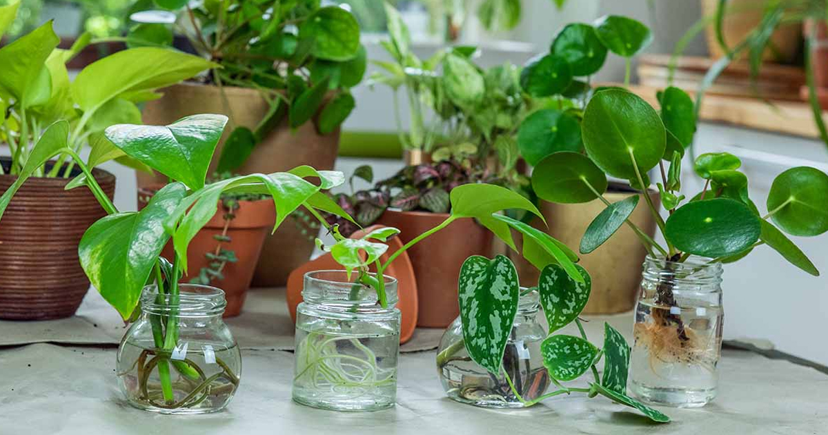 Using Cuttings And Leaf Cuttings To Propagate Your Houseplants