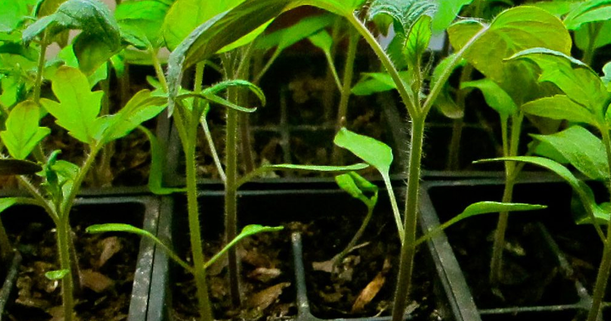 Why Are My Seedlings Leggy? What Causes Leggy Seedlings And How To Prevent It