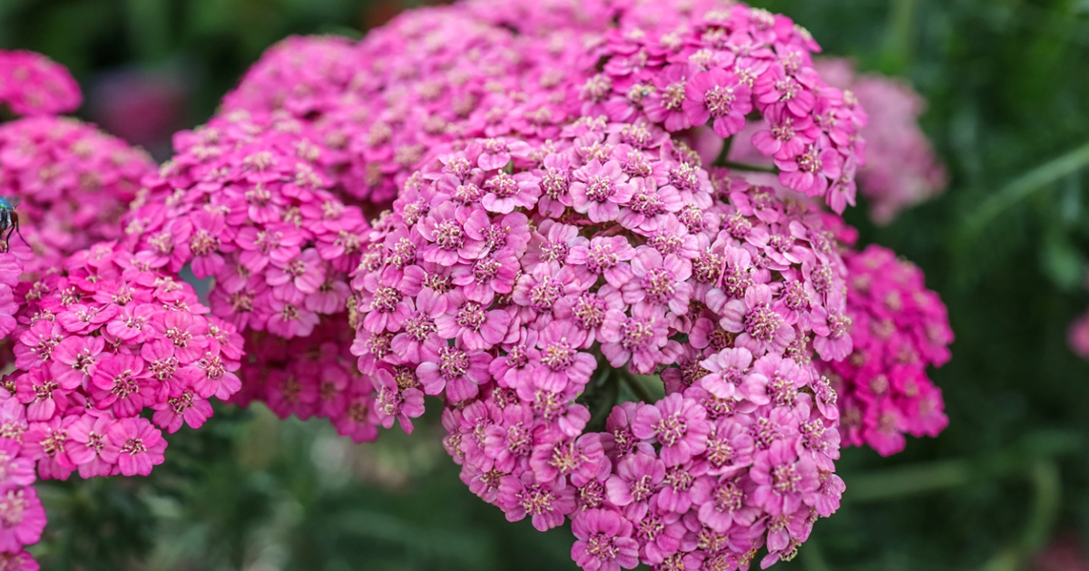 5 Drought Resistant Flowering Trees For Water Wise Landscapes
