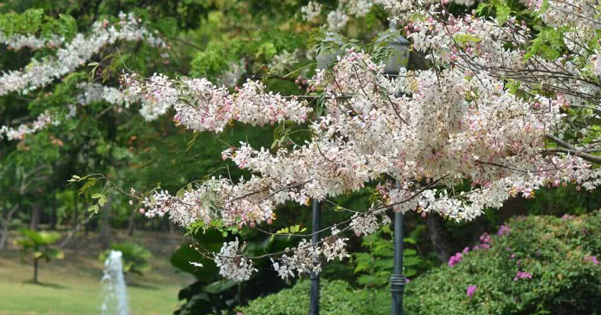 10 Unique Ornamental Trees For A One-Of-A-Kind Landscape