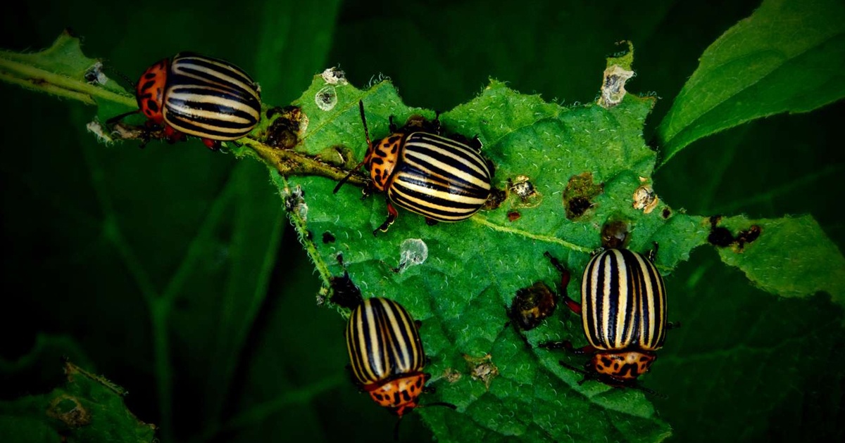 8 Insects That Eat Flowers And How To Get Rid Of Them
