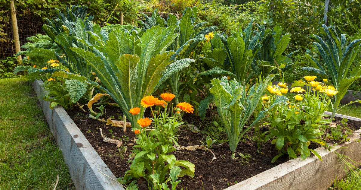 8 Simple Steps To Rid Your Vegetable Garden Of Pests – Without Using Chemicals