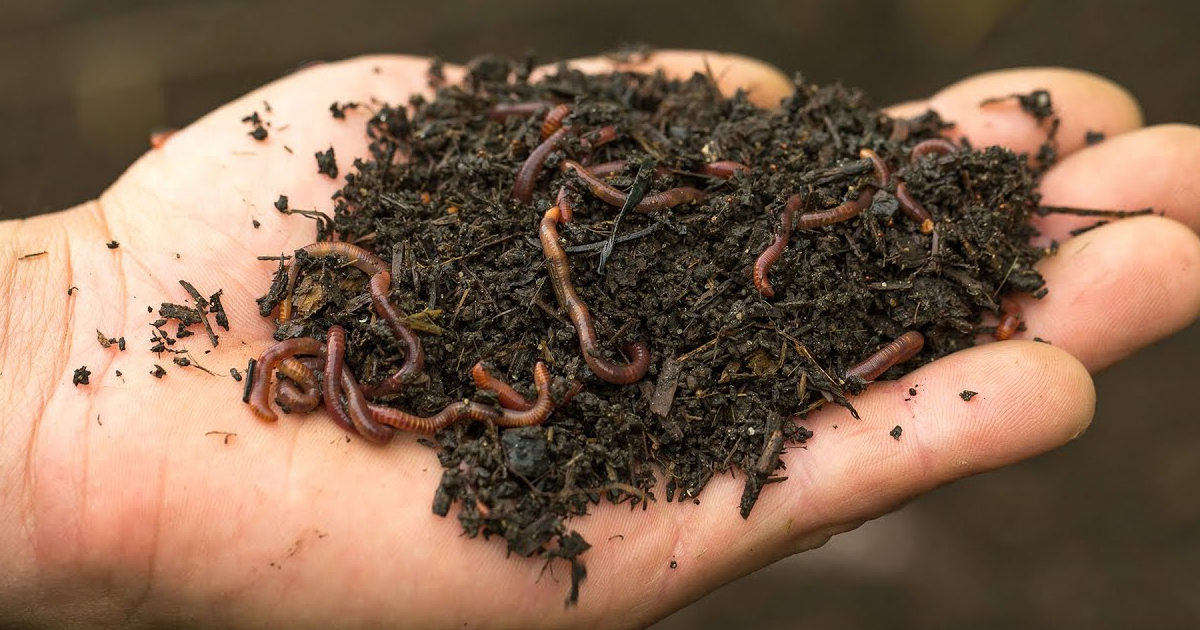 Adding Worms To A Compost Pile – How To Attract Earthworms