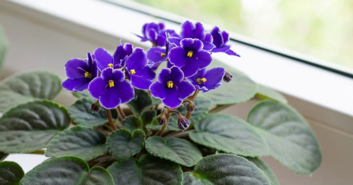 African Violets: Complete Care And Growing Guide