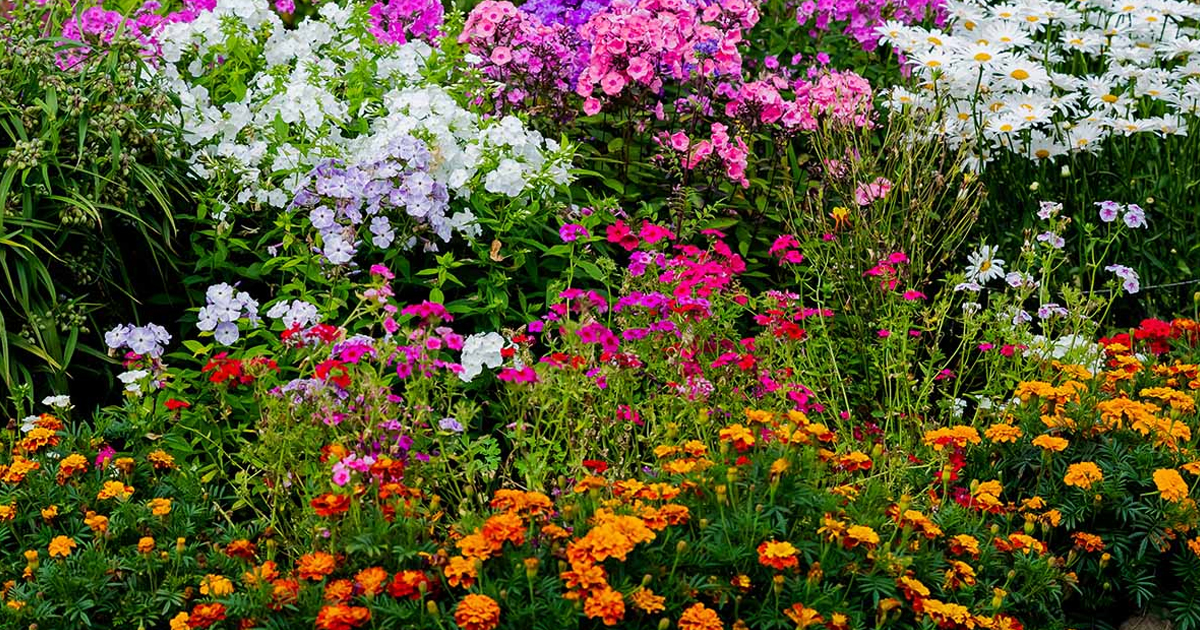 Annuals, Perennials, Shrubs, Trees & More: Our Complete Guide To Growing Flowers