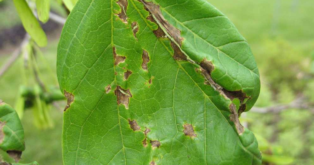 Anthracnose Disease Info And Control – What Plants Get Anthracnose