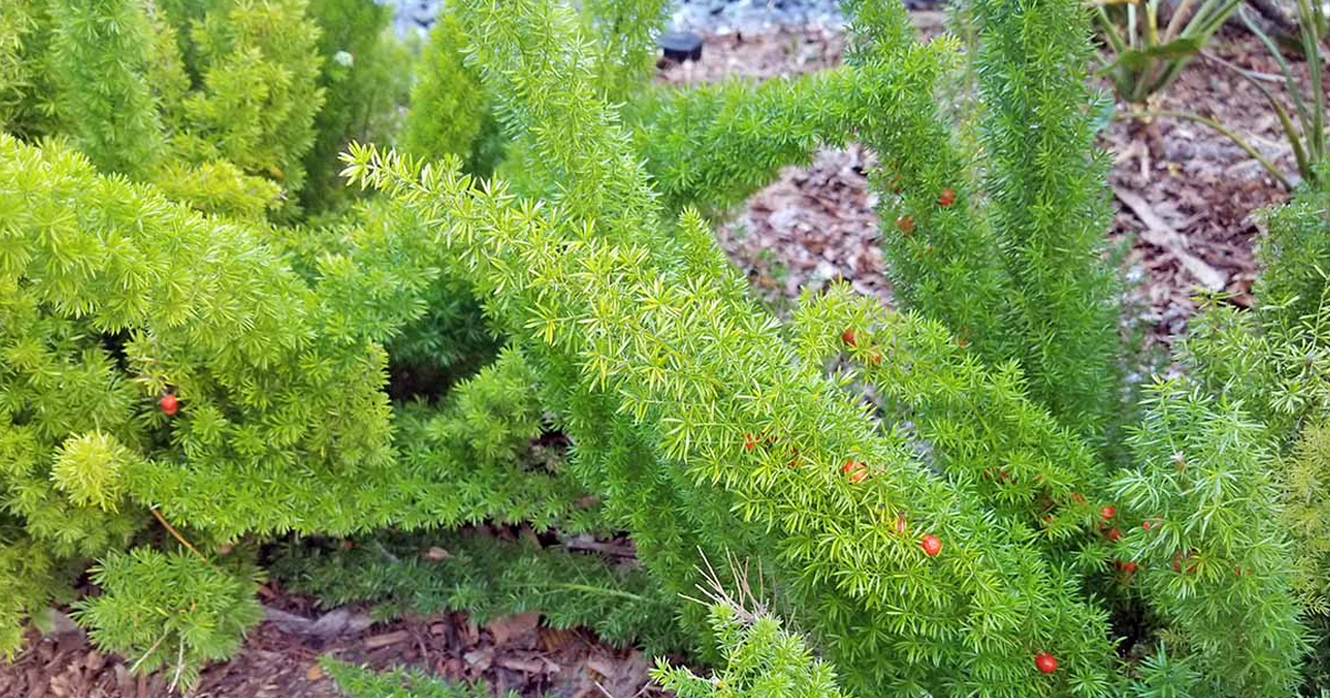Asparagus Fern: Complete Plant Care And Growing Guide