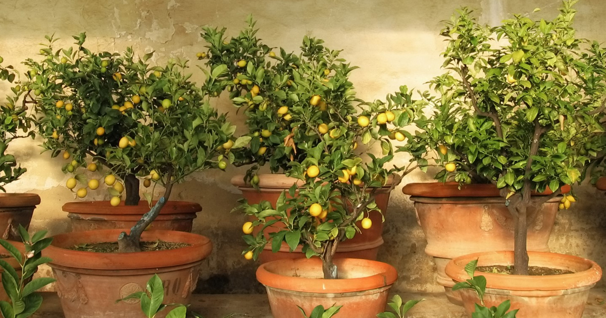 Best Fruit Trees To Grow Indoors: Bring More Fruit Undercover