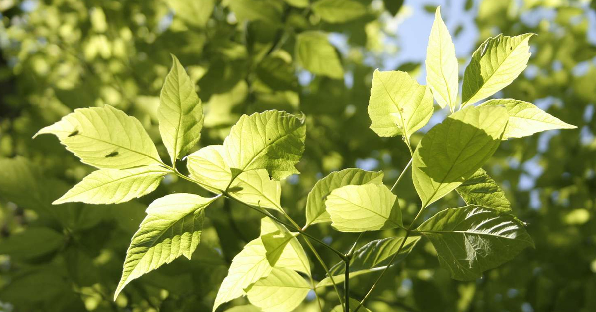 Boxelder Tree Information – Learn About Boxelder Maple Trees