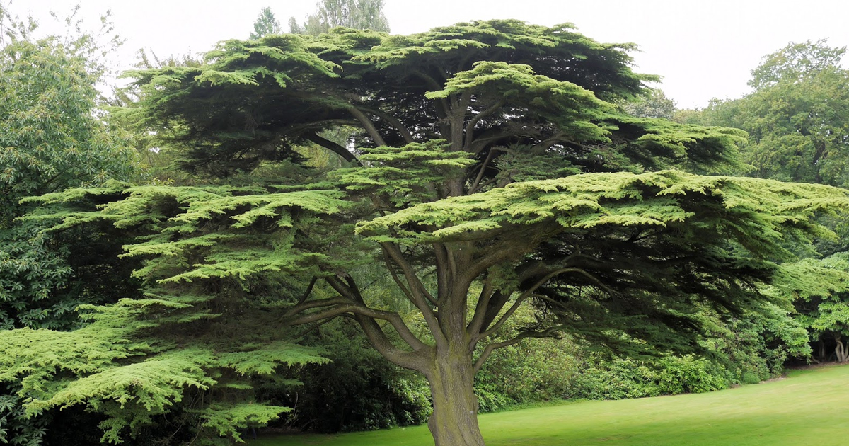 Cedar Of Lebanon Tree – How To Grow Lebanon Cedar Trees