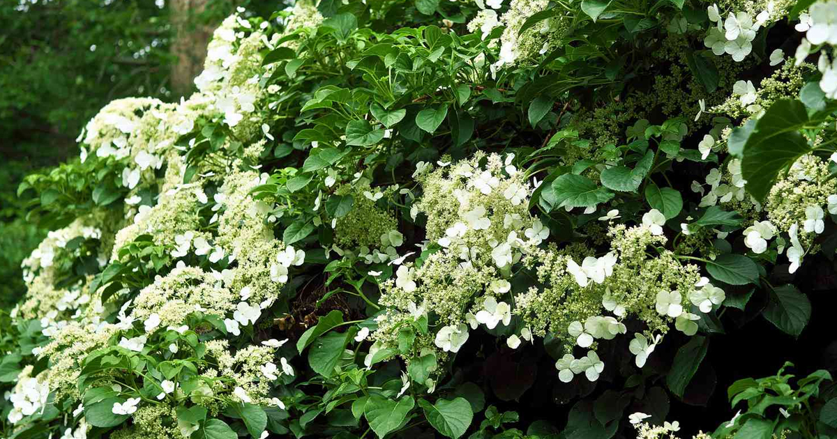 Climbing Hydrangea Plant – Tips On How To Grow a Climbing Hydrangea