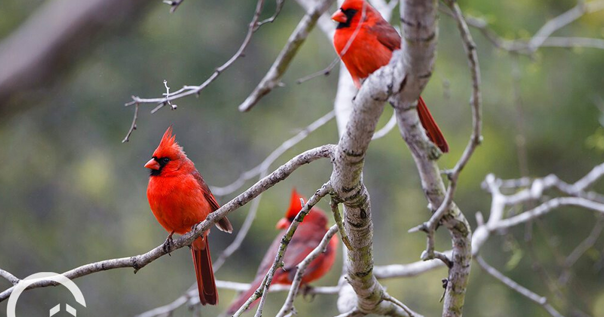 Common Backyard Birds Of The Ohio Valley Region
