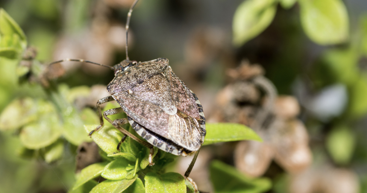 Common Pests In Vegetable Gardens – Tips On Treating Vegetable Pests