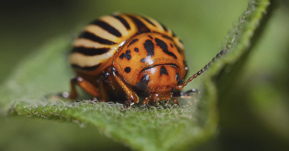 Common Vegetable Garden Diseases and Pests