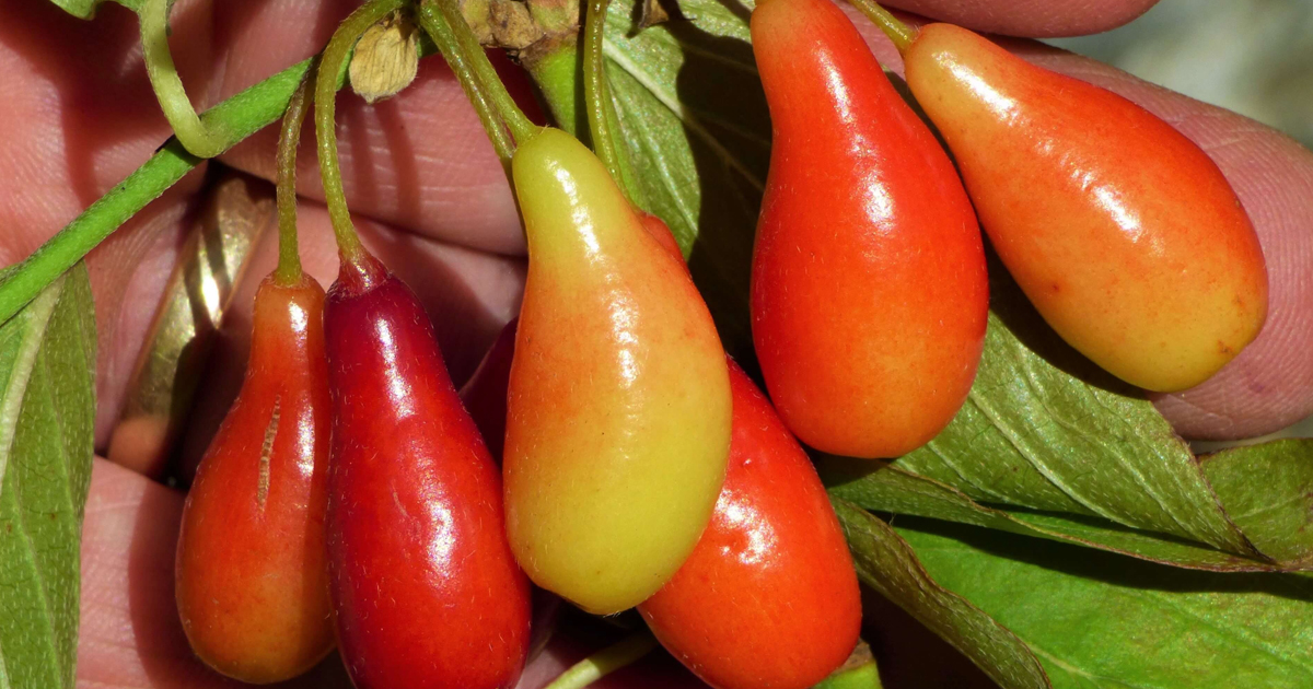 Cornelian Cherry Cultivation – How To Grow Cornelian Cherry Trees
