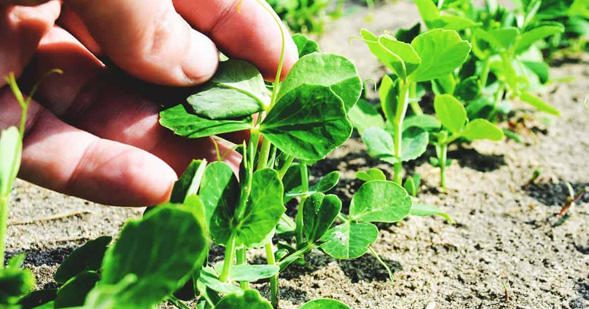 Cover Crop Planting Guide: When To Plant Cover Crops