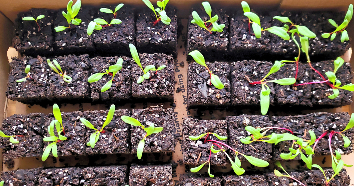DIY Soil Blocker: How To Make Soil Blocks For Seed Starting
