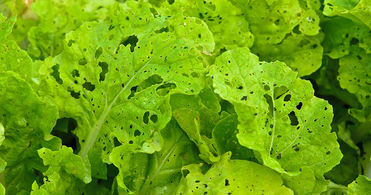 Disease-Resistant Plants – What Are Certified Disease-Free Plants