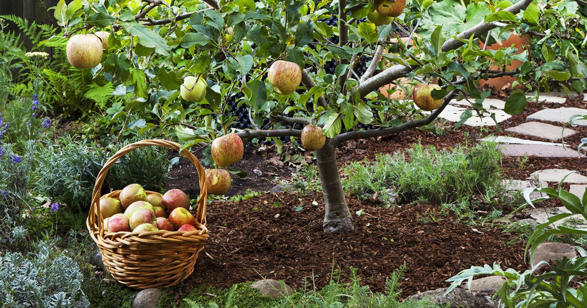 Dwarf Fruit Trees – A Planting Guide For Fruit Trees In Containers