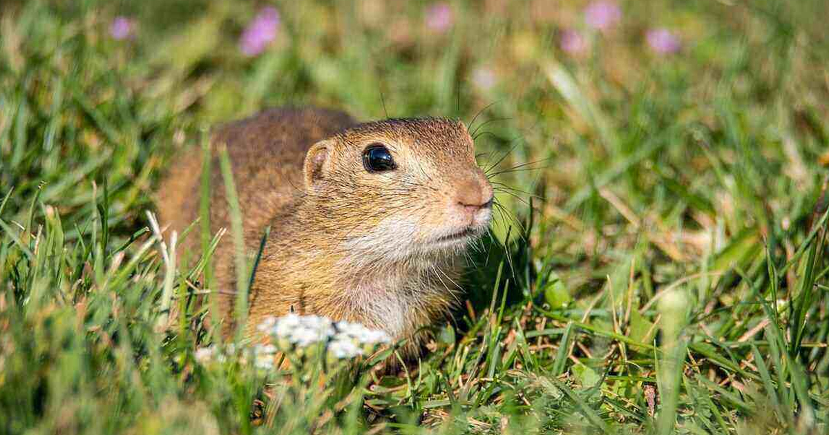 Eliminate Gophers With Gopher Repellent Or Other Means Of Gopher Control
