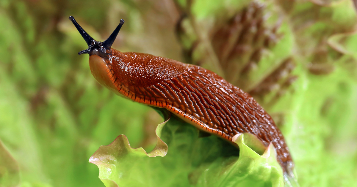 Facts About Slugs And How To Kill Garden Slugs