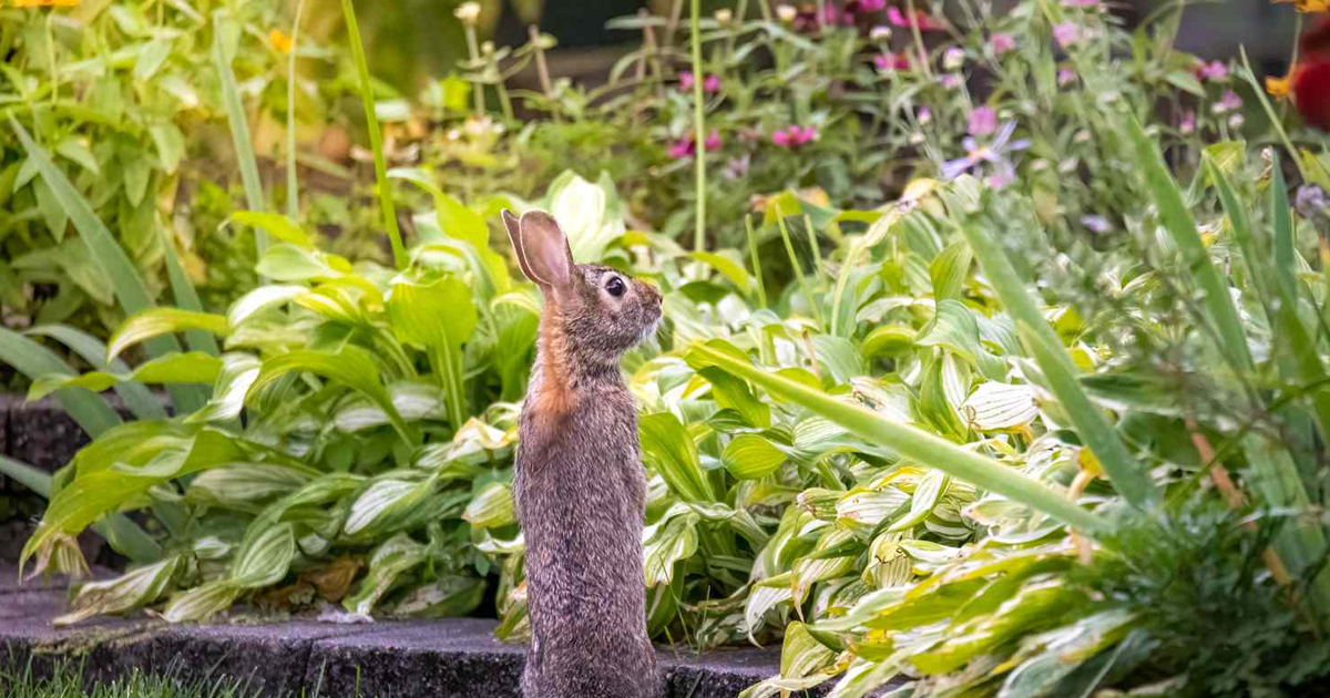 Find Out How To Keep Animals Out Of The Garden With No Fence