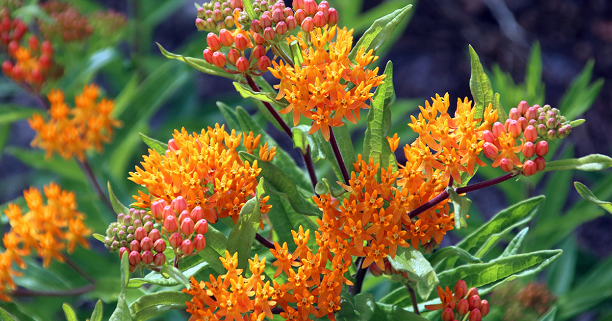Full Sun Plants For Rain Gardens