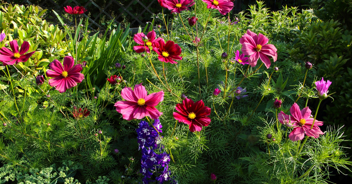 Full Sun Plants – Plants That Do Well In Direct Sun
