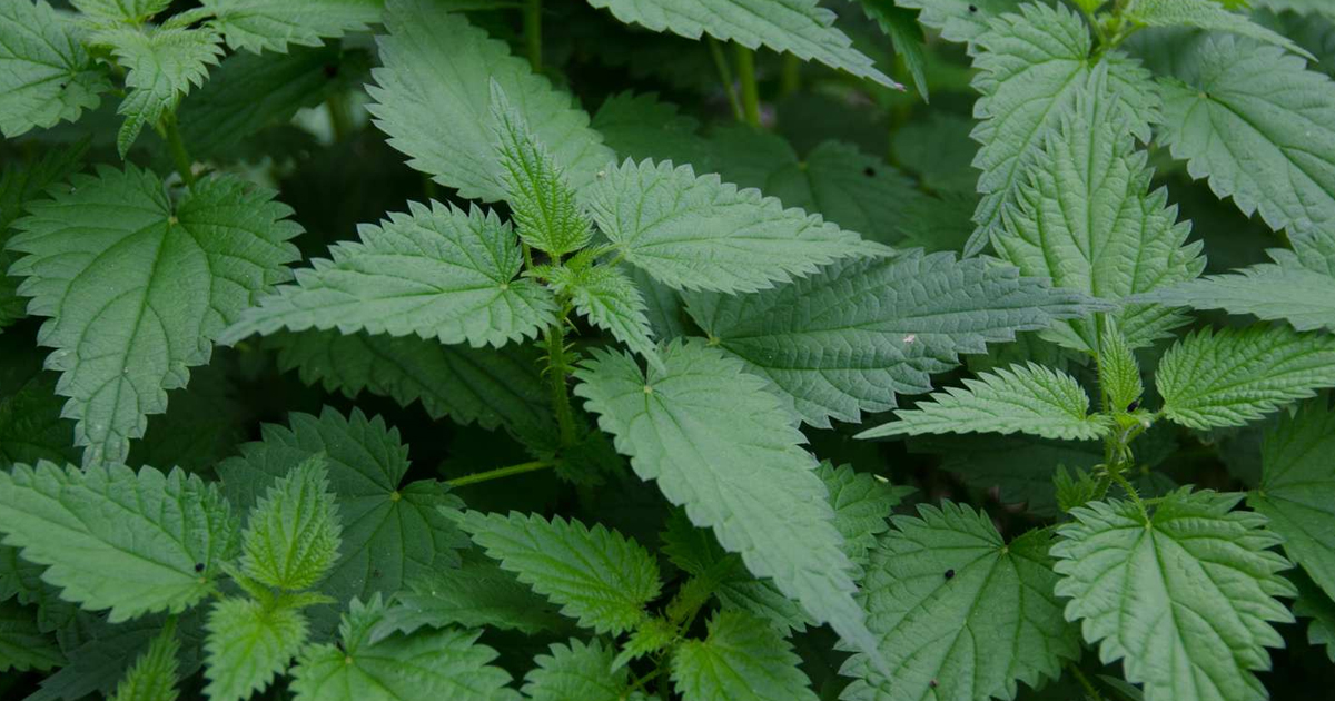 Garden Plant Irritants: What Plants Irritate The Skin And How To Avoid Them