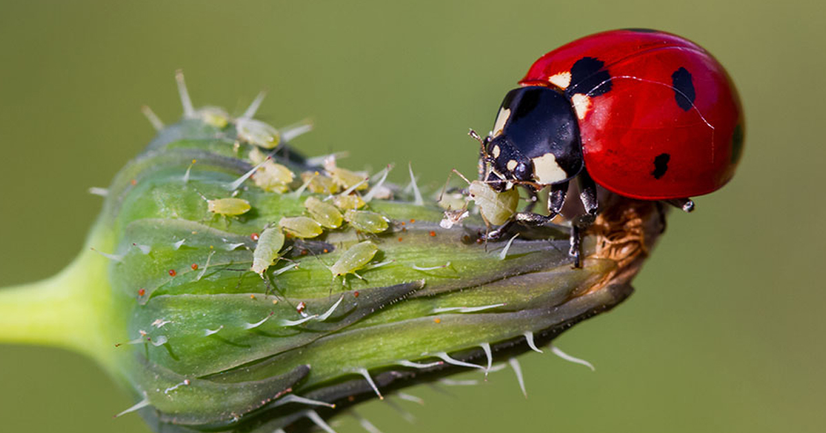 Getting Rid Of Bad Bugs With Beneficial Insects