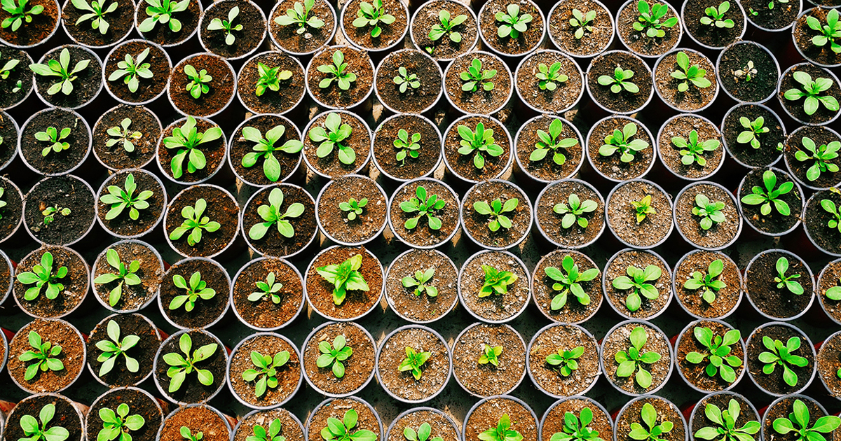 Greenhouse Seed Starting – When To Plant Greenhouse Seeds