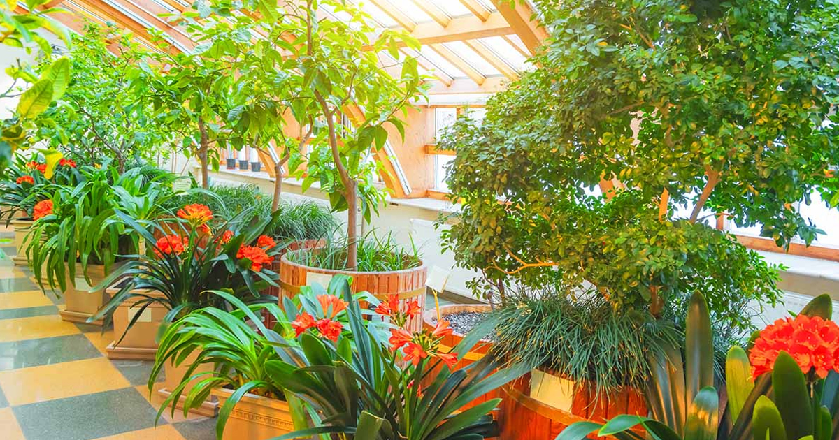 Greenhouse Tree Care: Growing Fruit Trees In A Greenhouse