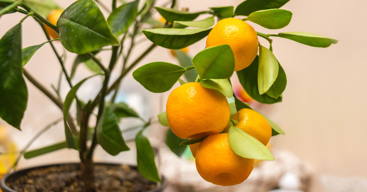 Growing Fruit Trees Inside: Keeping A Fruit Tree As A Houseplant