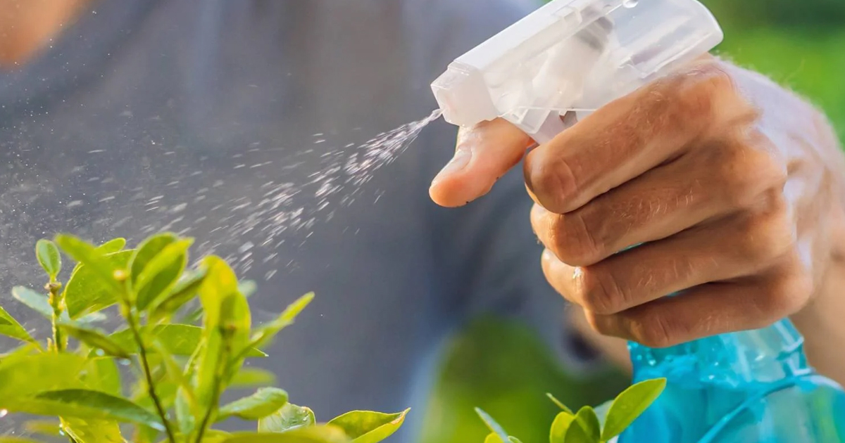 Helping Your Plants With A Neem Oil Foliar Spray