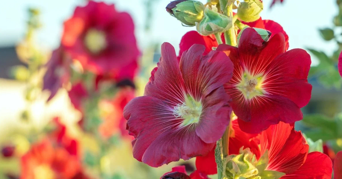 Hollyhock Feeding Made Simple: Fertilizing Hollyhocks For Better Blooms