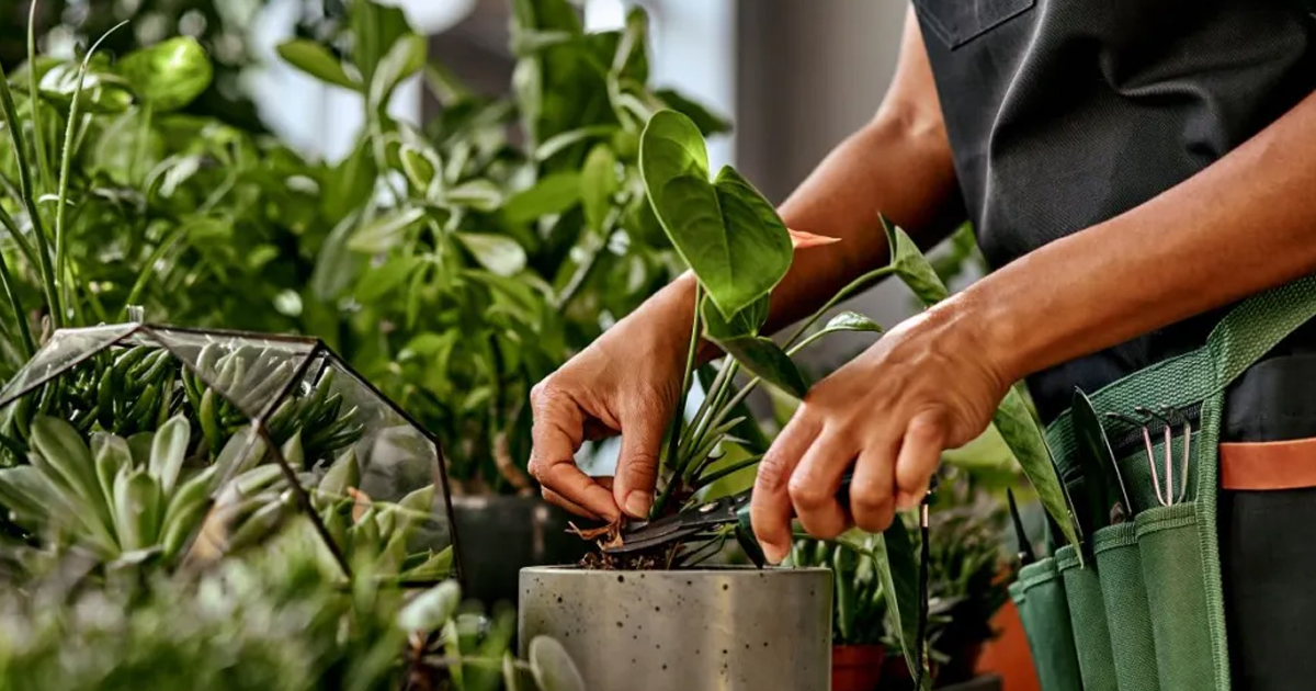 Houseplant Pruning Guide: How To Prune Indoor Plants