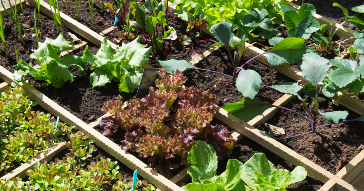 How To Grow An Organic Garden