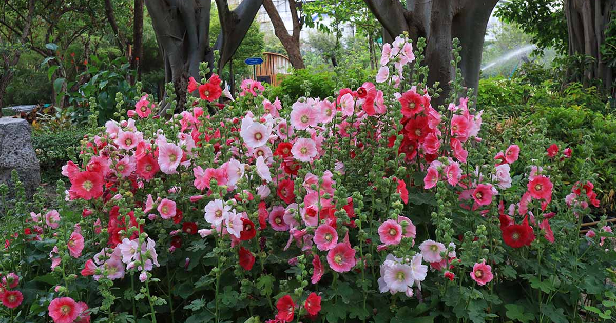 How To Grow Hollyhocks: Expert Tips For Summer Stunners