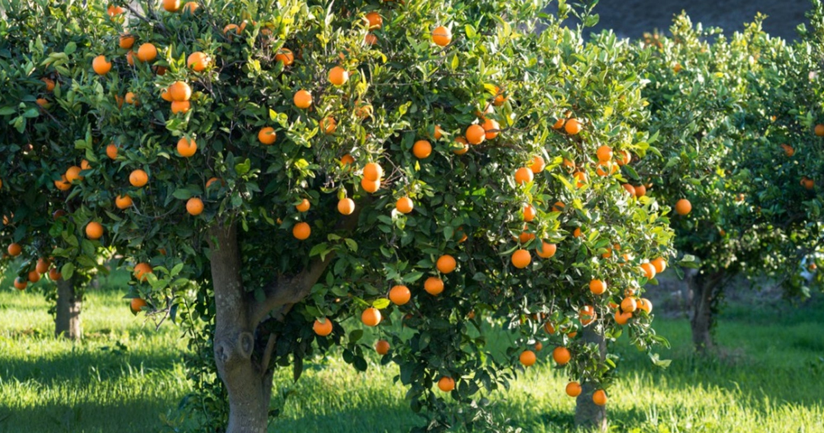 Trovita Dwarf Orange – How To Grow Trovita Orange Trees