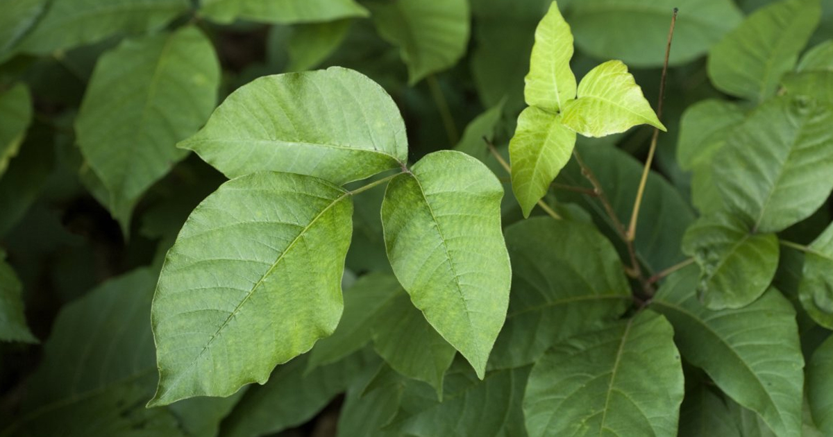 How To Identify Poison Ivy To Prevent A Painful Rash – Plus, Common Lookalike Plants